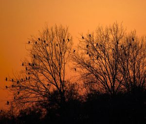 Autonoleggio Treviso