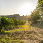 Noleggia un’auto e visita le migliori regioni vinicole d’Italia