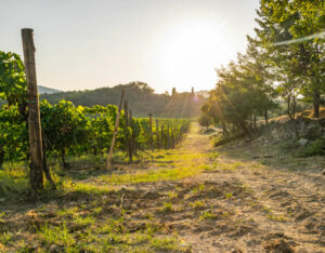 Noleggia un'auto e visita le migliori regioni vinicole d'Italia
